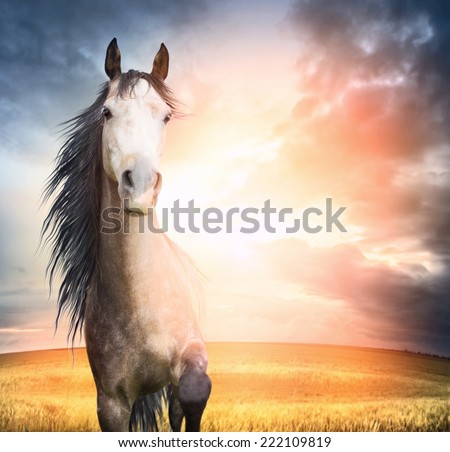 horse portrait  with  mane and raised leg in sunset light