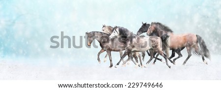 Running horses herd, in snow, winter banner for website