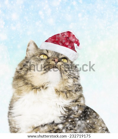 Cat in santa hat under the snow, christmas card