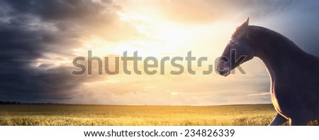 black horse runs on field at sunset, banner