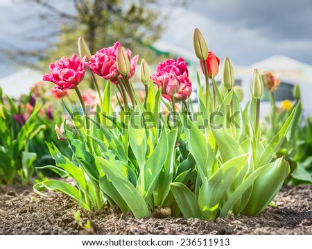 Pink tulips on bed in sunshine over sky