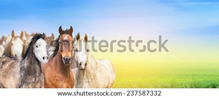herd of horses on background of  summer pasture,sky and sunlight, banner for website