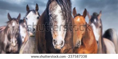 Herd of horses close up, banner
