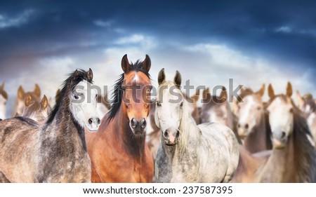 herd of horses close up , against cloudy sky, banner
