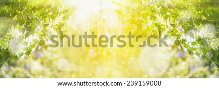 Spring summer background with green tree,sunlight and sun rays, panorama
