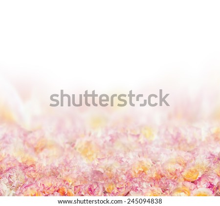 Pink roses petal background on white , floral border