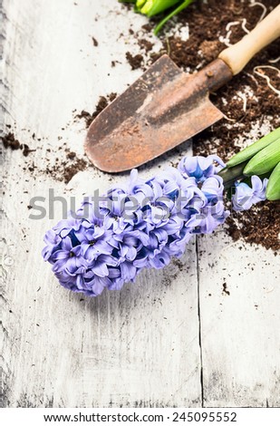 blue hyacinth and shovel  with earth on white wooden background, spring gardening