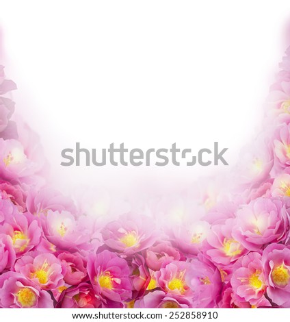 Pink roses  on white background, floral border