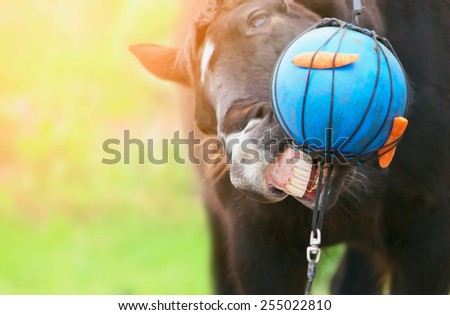 Black horse play blue ball with carrots