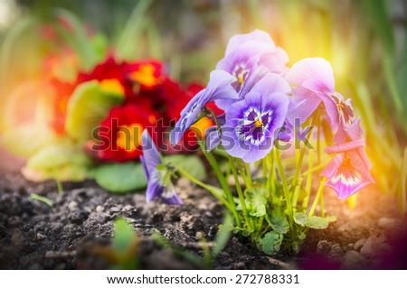 Summer flower garden beet with red primula and blue  heartsease , outdoor