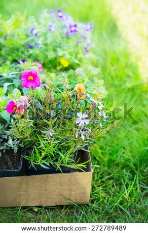 Summer garden flowers in cardboard box for plant on green grass, outdoor