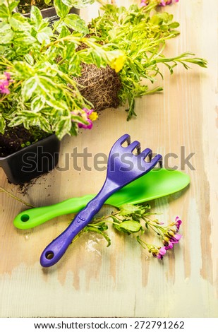 Gardening tools: scoop and rake with ground cover plant , close up