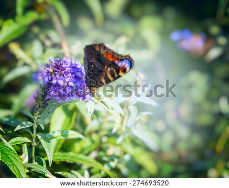 butterfly on lilac butterfly bush over blurred green garden background