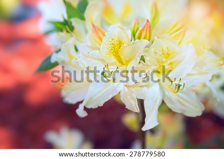 white yellow Rhododendron flowers,outdoor,  close up