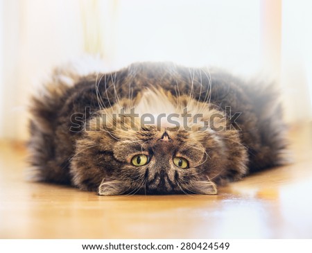 Thick fluffy cat is lying Relaxed on his back and looks into the camera on wood floor at home