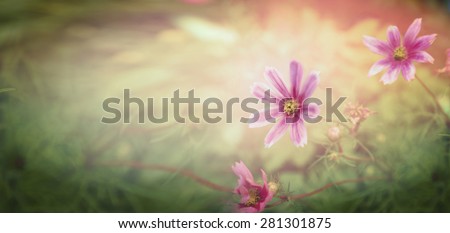 Sunset flowers on nature background, banner for website