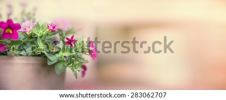 Pretty petunia in flowers pot on blurred nature background, banner for website, toned