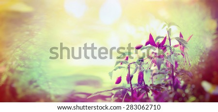 Garden fuchsia flowers on sunshine bokeh background, outdoor, toned, banner for website