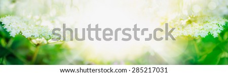 Elder blossom on light background, banner for website