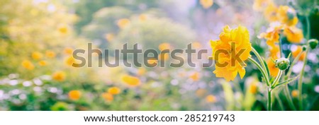 Yellow Geum flowers panorama on blurred summer garden or park background, banner for website