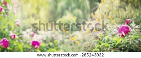 Summer park or garden with  peony plant , nature background, banner for website
