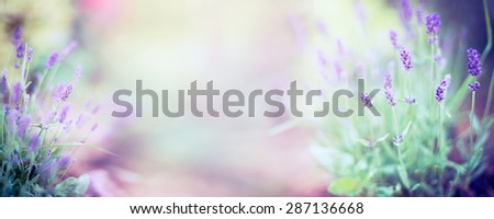 Fine lavender flowers plant and blooming on blurred nature background , banner for website