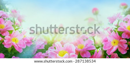 Pink peony blooming, banner for website, toned