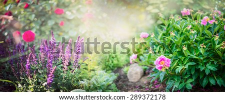 Peony bush with garden sage and red rose flowers on sunny park background, banner for website