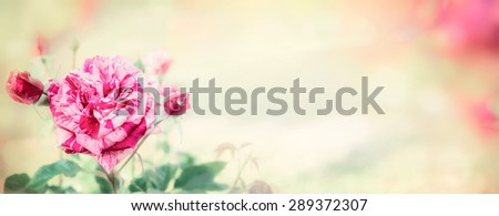 striped rose on blurred nature background, banner for website with gardening concept