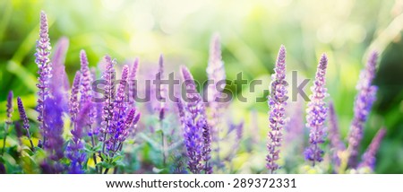 Sage flowers on sunny garden or park background, banner for website