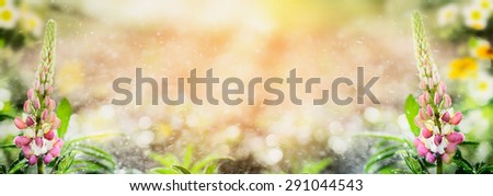 Garden background with lupines flowers, banner for website