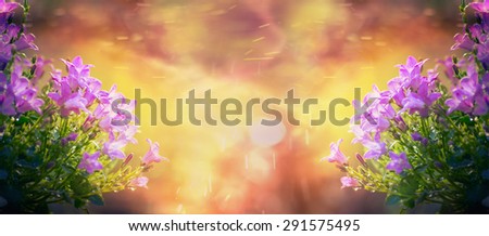 beautiful bell flowers on sunrise in garden or park, nature background, banner for website