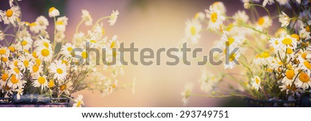 Daisies flowers on blurred nature background, banner for website, toned
