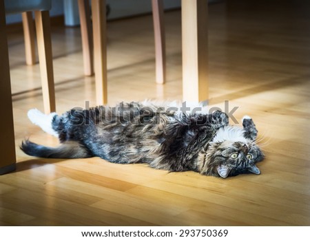 Domestic cat lying  on his back on wooden floor under the table