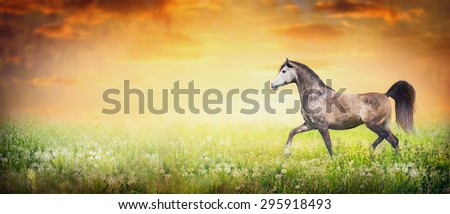 beautiful arabian horse running trot on summer or autumn nature background with sunset sky, banner for website