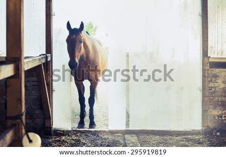 Old horse at the entrance to the stables with vertical blinds
