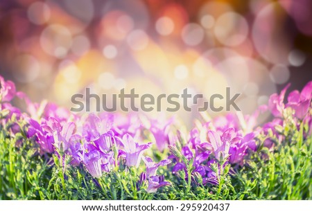 bluebell flowers on blurred nature background, banner for website with gardening concept