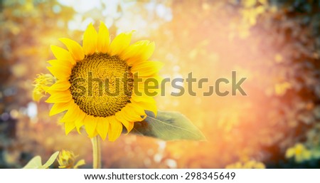 big sunflower on nature background, banner for website