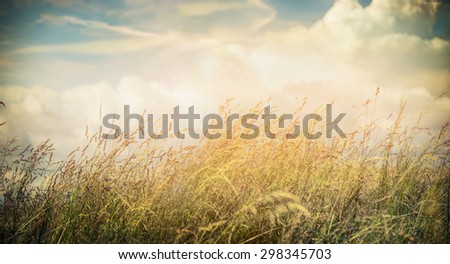 Summer or autumn field grass on beautiful sky background, banner for website with nature concept.