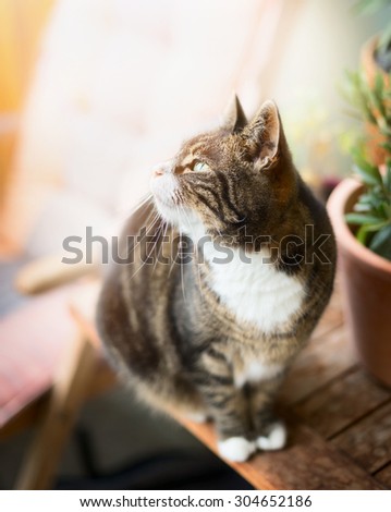 domestic cat cat sits on a wooden table on the balcony and looking up