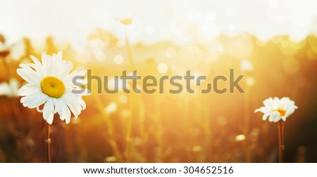 Autumn nature background with daises and sunset light, banner for website