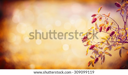 branch of rose hips berries on autumn nature background, banner