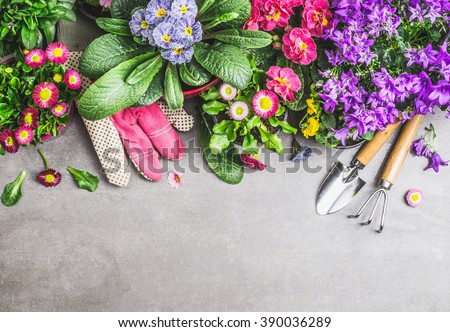 Gardening border with garden tools, gloves ,dirt and various flowers pots on gray stone concrete background, top view, border