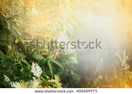 Elderberry flowers , outdoor nature background. Garden or park background with Elderberry blooming