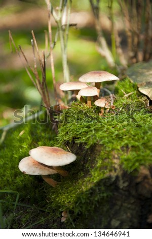 A group of light brown mushrooms in the forest at autumn
