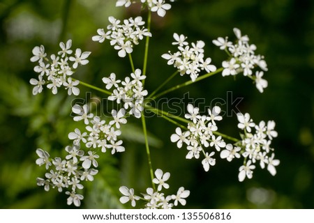 White Yarrow (Achillea millefolium, Duizendblad) against a green background