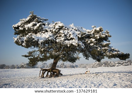 Pine tree covered in snow in the wintry landscape of the Soester dunes in Soest, the Netherlands on december 20, 2010