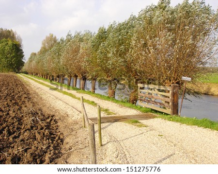 Gravel pathway with row of pollard willows, gate and cattle grid besides river