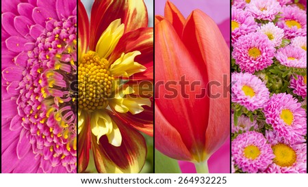 Collage of yellow Dahlia red Tulip pink Gerbera and Daisy in close up separated with black strips