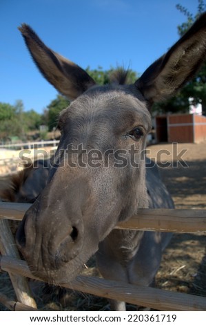 donkey head